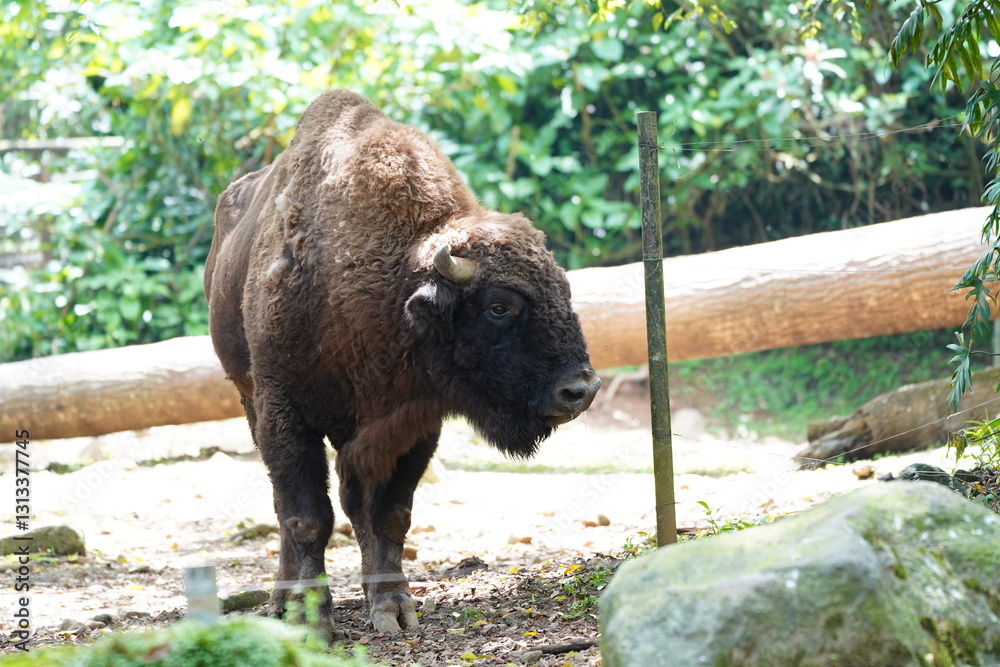Fototapeta premium american bison in yellowstone
