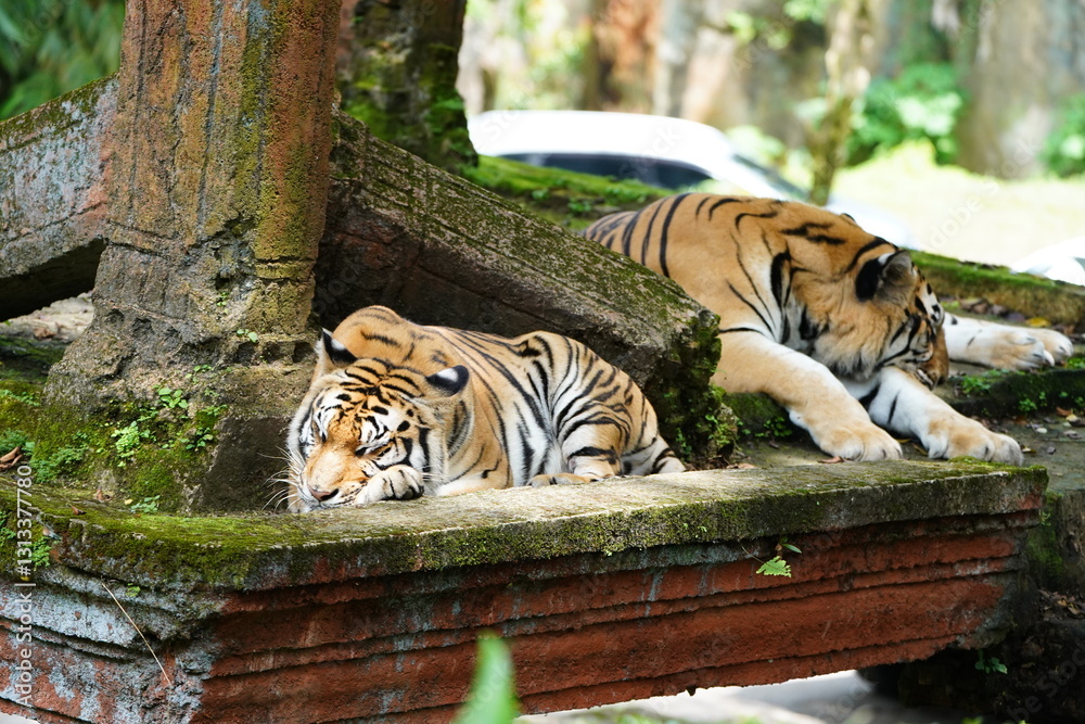 Obraz premium tiger in the zoo