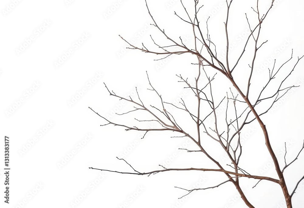 Intricate, bare branches isolated against a pure white backdrop, shape, cold Intricate, bare branches isolated against a pure white backdrop, shape, cold