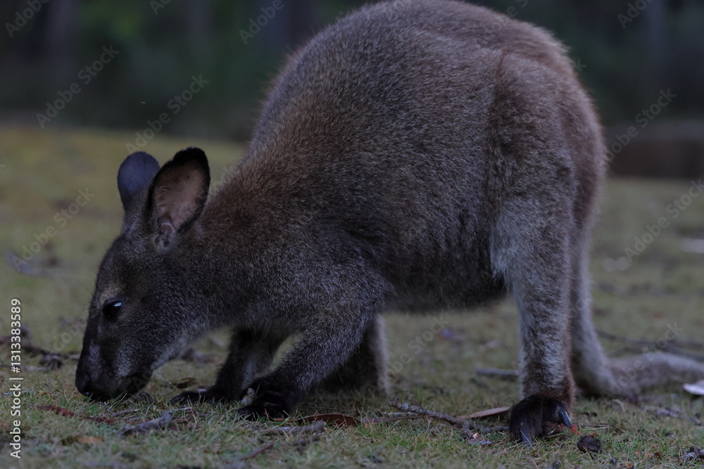 bennet wallaby bennet wallaby