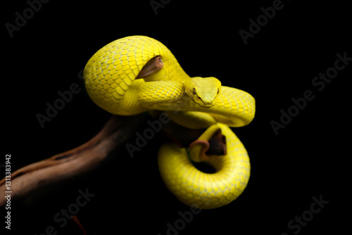 yellow snake on black