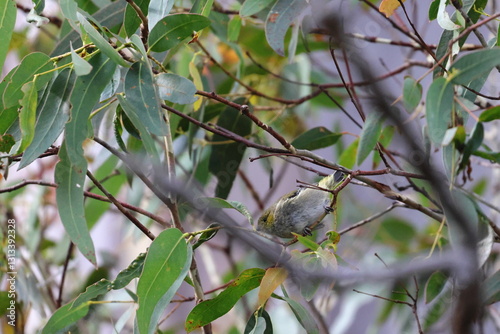 forty-spotted pardalote photo