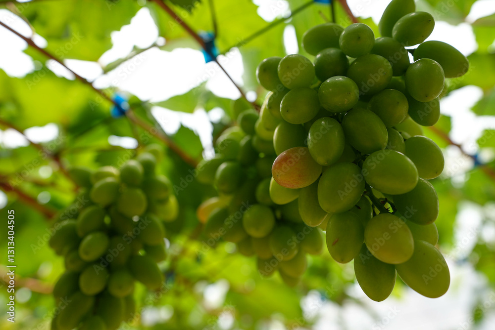 green grapes on the vine green grapes on the vine