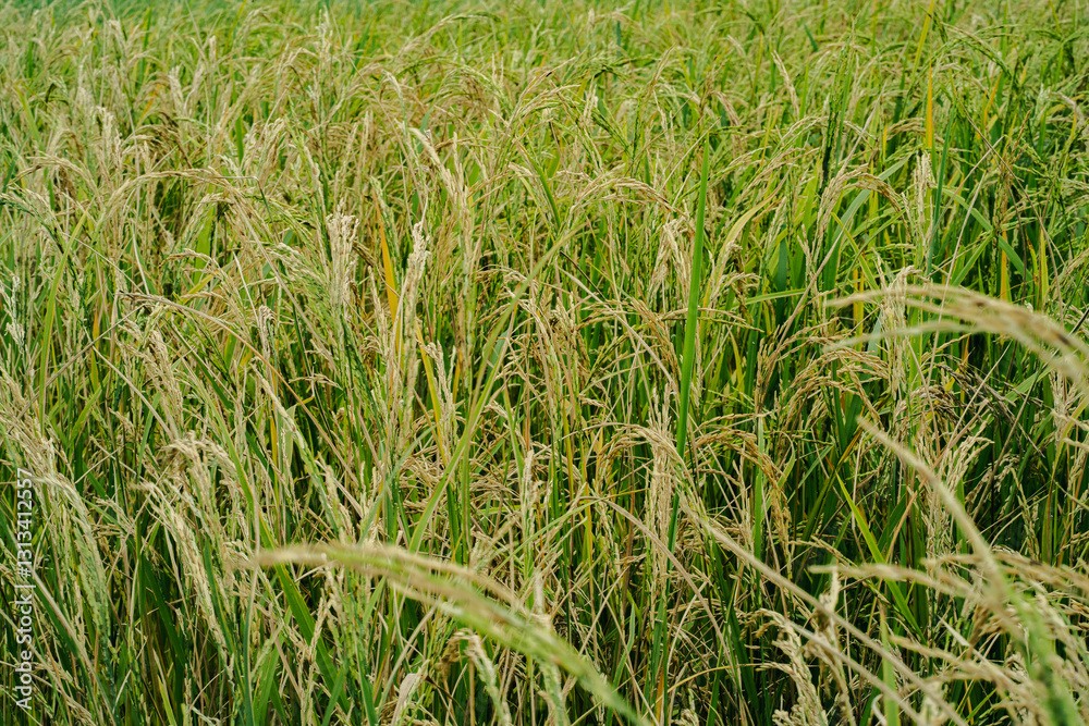 Close-Up of Golden Rice Field in Harvest Season