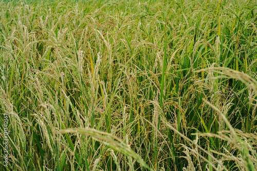 Close-Up of Golden Rice Field in Harvest Season