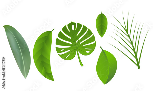 Realistic botanical leaves, high-quality shading and texture, isolated on a white background, modern digital illustration.