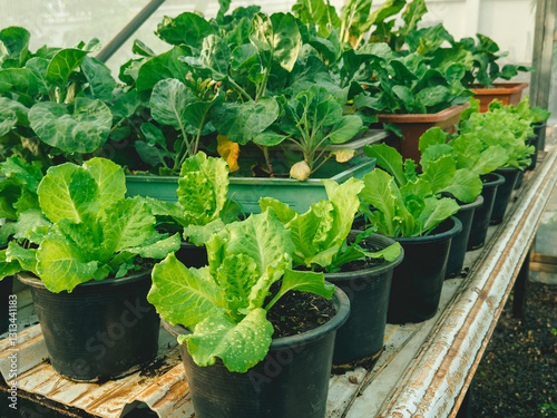 Closeup of Green Lettuce inside the house eco farm in the morning. photo