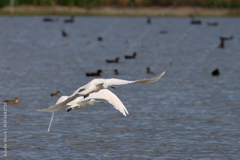 yellow billed spoonbill