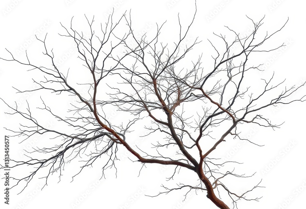 Bare, intricately branched tree limbs against a pure white backdrop, tree, detail Bare, intricately branched tree limbs against a pure white backdrop, tree, detail