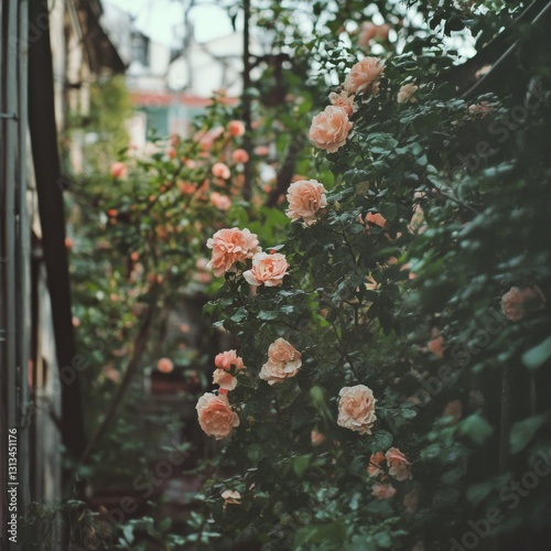 Climbing Roses on a Garden Wall