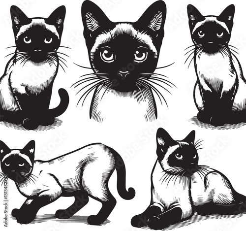 Siamese cat vector in black and white