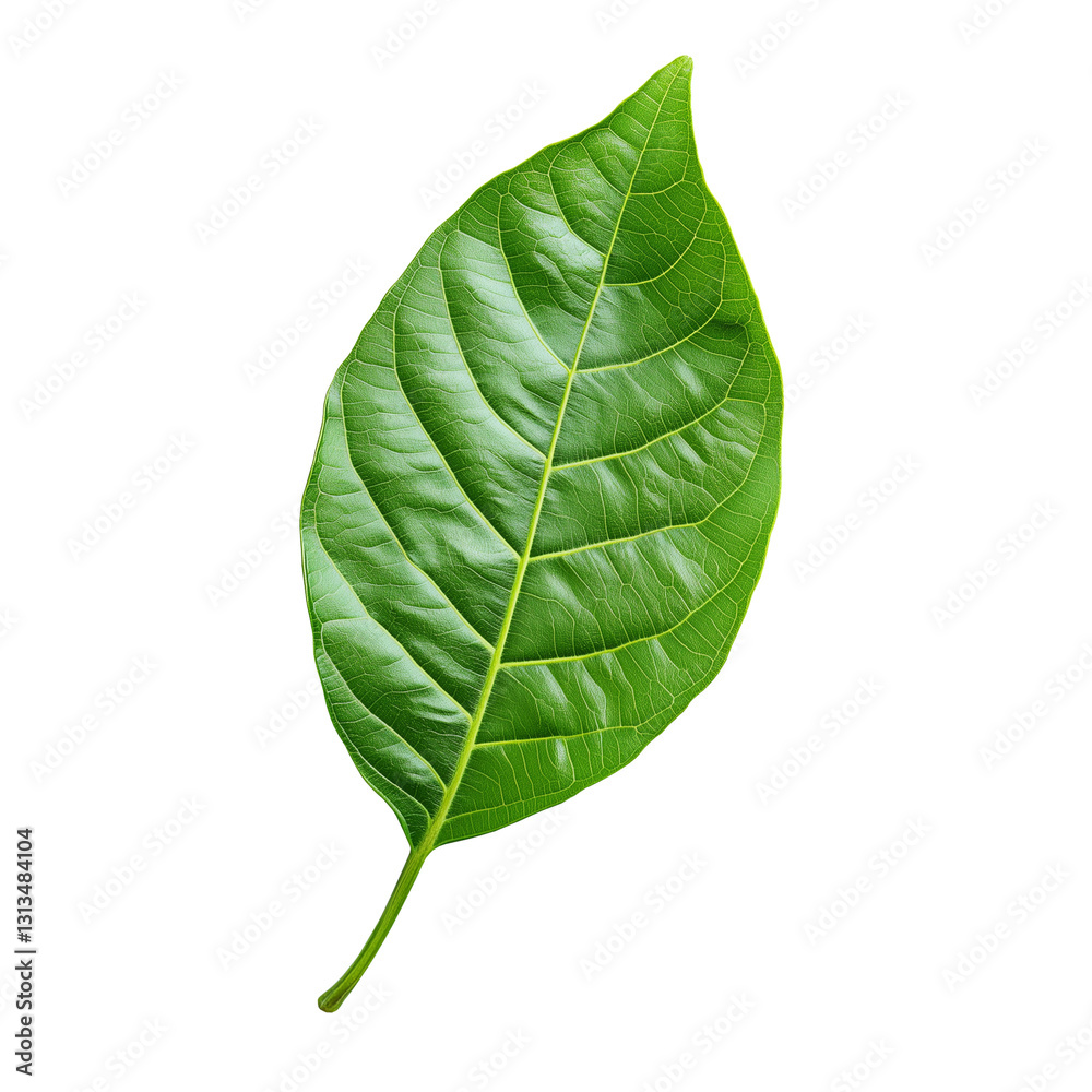 Obraz premium Green leaf isolated on transparent background. Spring tree leaf.