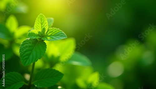 Lush green mint leaves in sunlight against blurred garden backdrop, aromatic, farm, grow
