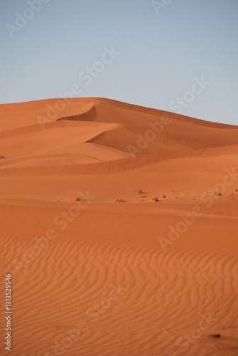 Fototapeta Naklejka Na Ścianę i Meble -  sand dunes in the sahara