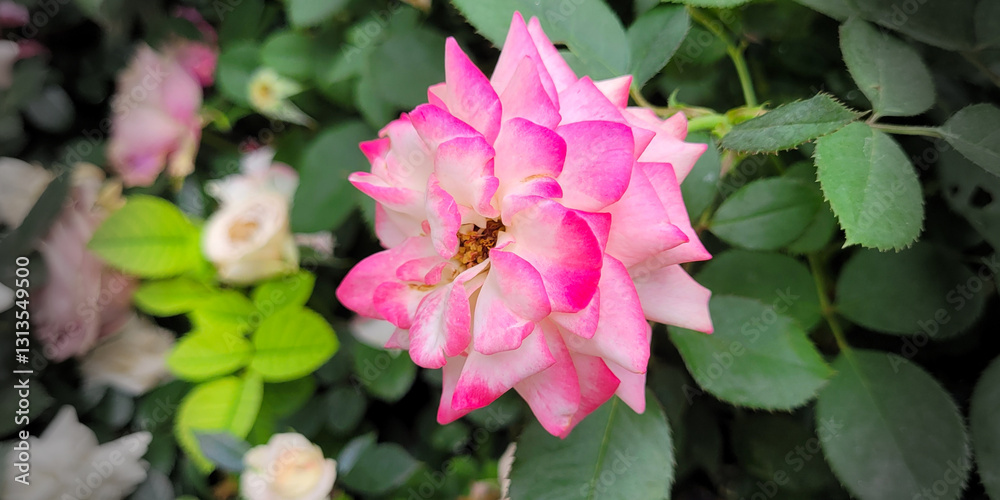 Beautiful roses