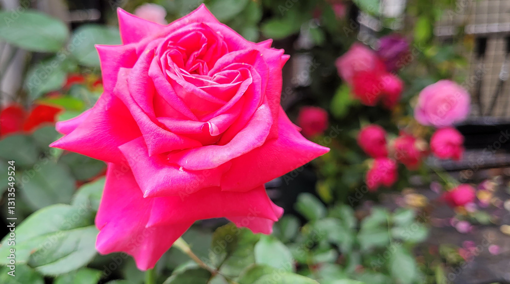 Beautiful roses