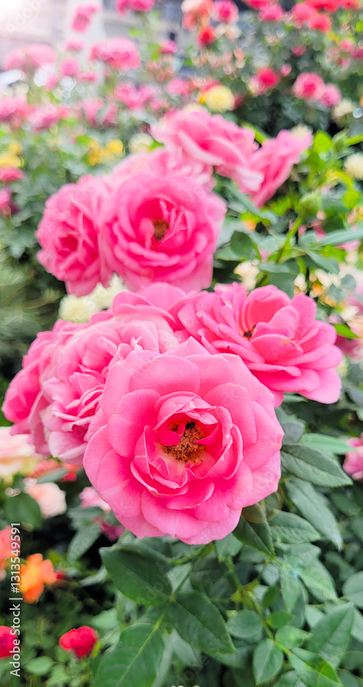 Beautiful roses