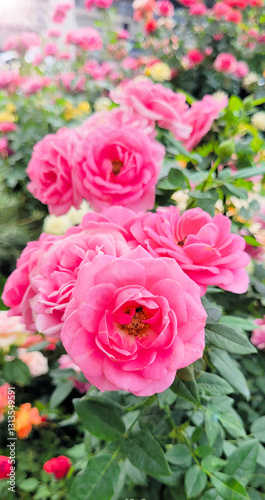 Obraz na płótnie Beautiful roses w salonie