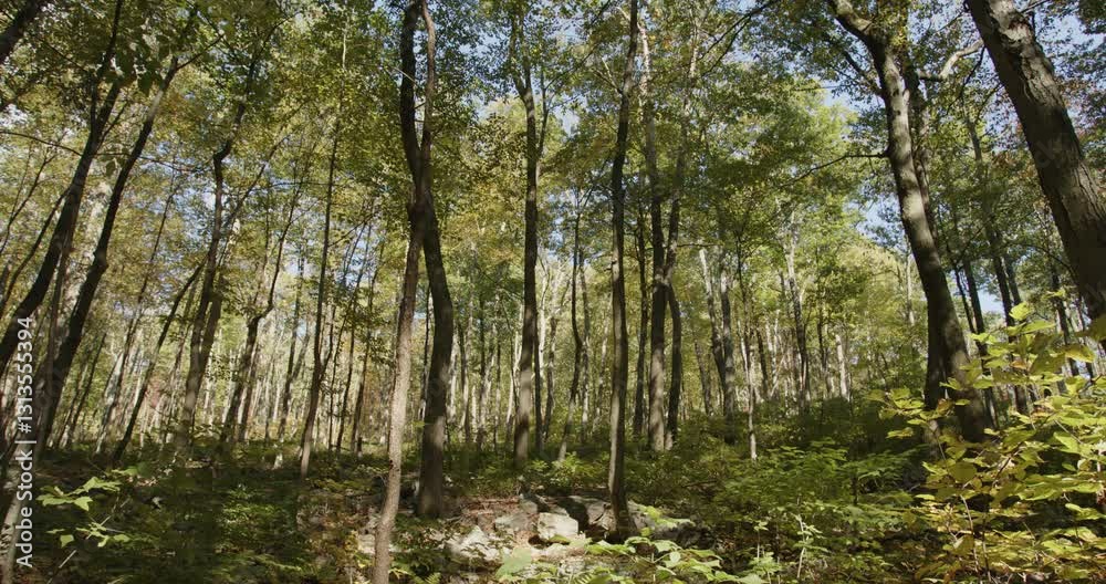 Static shot of a wooded forest area in Pennsylvania. Great for backplates, travel, nature, or establishing shots. For projects requiring longer clips in higher resolution, visit StockPlates. Static shot of a wooded forest area in Pennsylvania. Great for backplates, travel, nature, or establishing shots. For projects requiring longer clips in higher resolution, visit StockPlates.