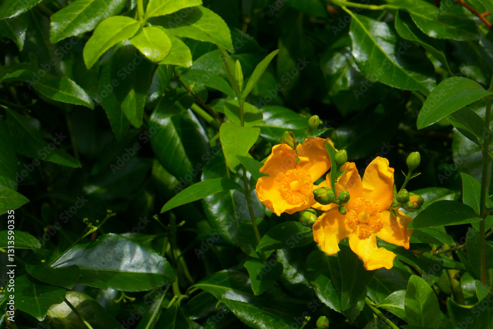 Großblumiges Johanniskraut Großblumiges Johanniskraut