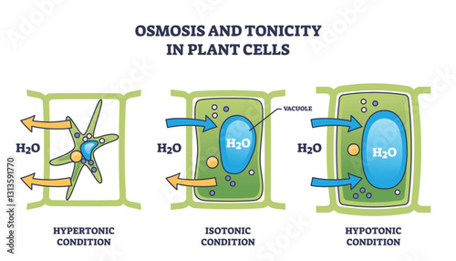 Osmosis and tonicity in plant cells show hypertonic, isotonic, and hypotonic conditions with water movement. Outline style.