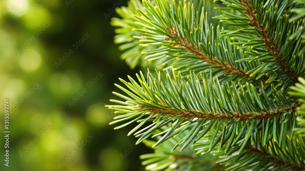 Lush Green Pine Branches: A Detailed Close-up Lush Green Pine Branches: A Detailed Close-up