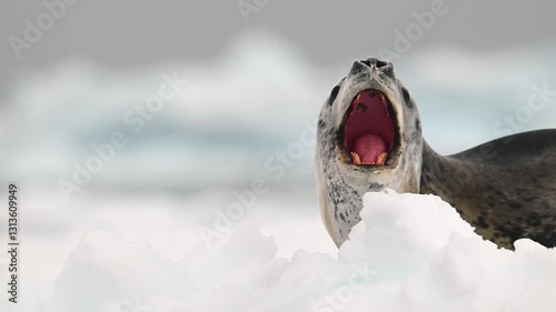 Leopard Seal resting on a floating iceberg in Antarctica