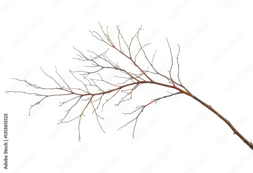 Delicate, bare branches splayed against a stark white backdrop, white, texture Delicate, bare branches splayed against a stark white backdrop, white, texture