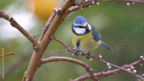 Wildlife - birds. Eurasian blue tit (Cyanistes) live in all kinds of woodlands, forests, parks, gardens and bushes. They feed on plant seeds and insects.