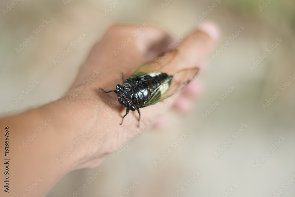 Obraz premium Close-up view of a cicada held gently on a person's hand in nature