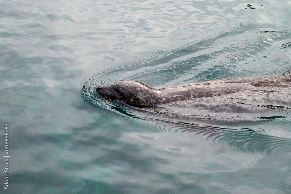 Fototapeta premium close up of a swimming seal