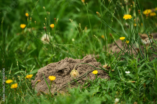 Earth pile on green lawn