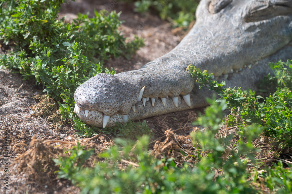 Fototapeta premium close up shot of a resting crocodile