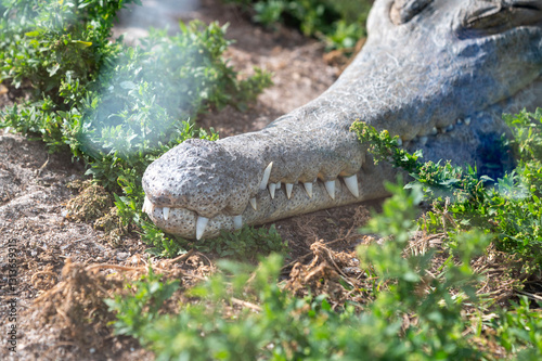 close up shot of a resting crocodile photo