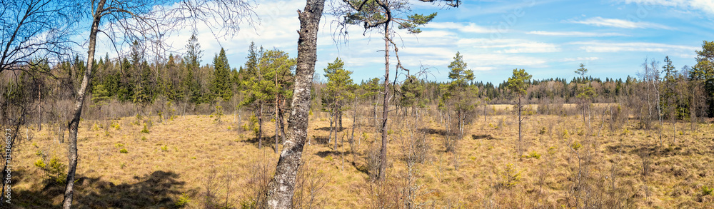 Naklejka premium Panoramic view at a bog at springtime