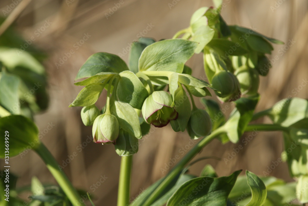 A Hellebores plant growing in the wild in winter.