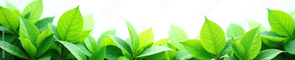 Lush green leaves against stark white backdrop , backdrop, plantlife, leaf Lush green leaves against stark white backdrop , backdrop, plantlife, leaf