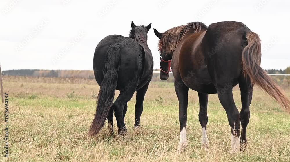 Horses roam in a spacious pasture, improving health through movement and natural diet. Health-focused care ensures strong hooves, optimal digestion, and reduced stress levels Horses roam in a spacious pasture, improving health through movement and natural diet. Health-focused care ensures strong hooves, optimal digestion, and reduced stress levels