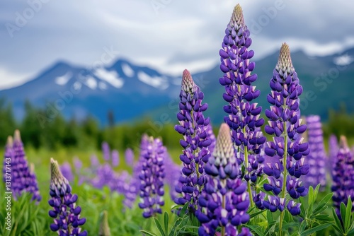 Vibrant purple lupins flourishing in the hidden delta mountain range of alaska for nature lovers and floral photography enthusiasts