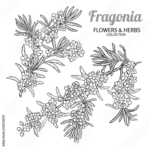 Fragonia Branch with Flowers Outline Illustration