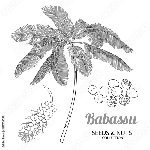 Babassu Palm with Nuts Outline Illustration.