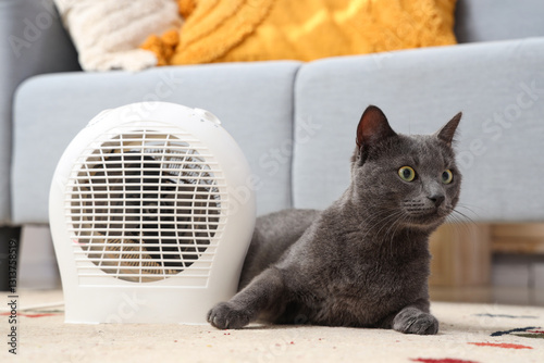 Domestic gray cat resting c...
