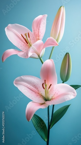 pink lilies flower bouquet on blue background