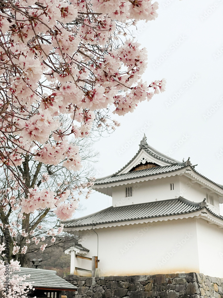 Cherry blossoms in full bloom frame a traditional Japanese castle Cherry blossoms in full bloom frame a traditional Japanese castle