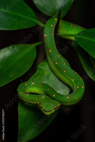 Male Wagler's Pit Viper (Tropidolaemus wagleri) is a species of venomous snake native to South East Asia i.e. Indonesia and Malaysia. photo