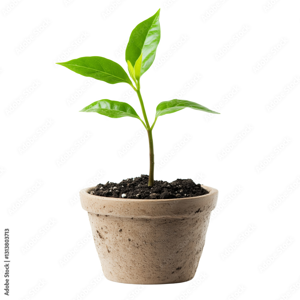 A bright, airy photograph of a small potted plant with the word A bright, airy photograph of a small potted plant with the word