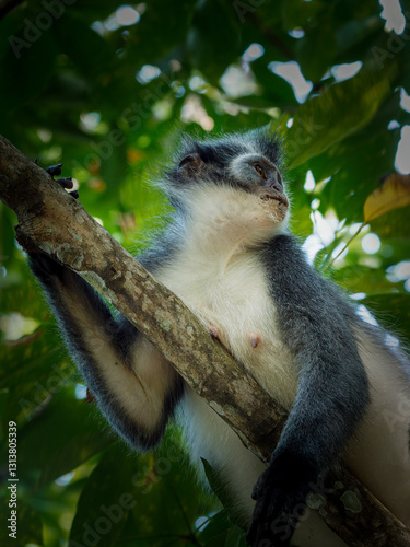Sumatran leaf monkey in North Sumatra photo