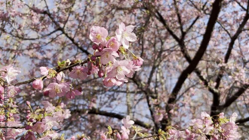 青空と桜の木にピンク色のサクラの花が咲く春の景色。 青空と桜の木にピンク色のサクラの花が咲く春の景色。