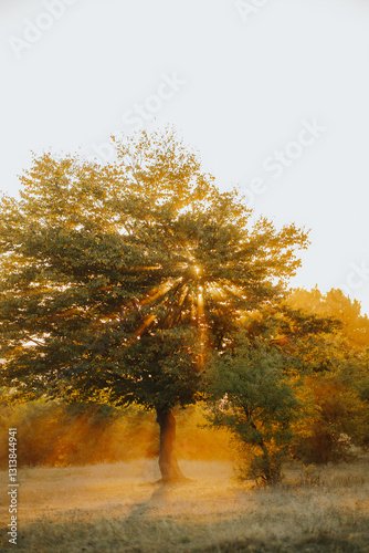 Vibrant autumn landscape at sunset on Bucium Hill, Iasi