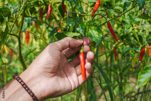 Chili harvest, man picking fresh chilies in the garden